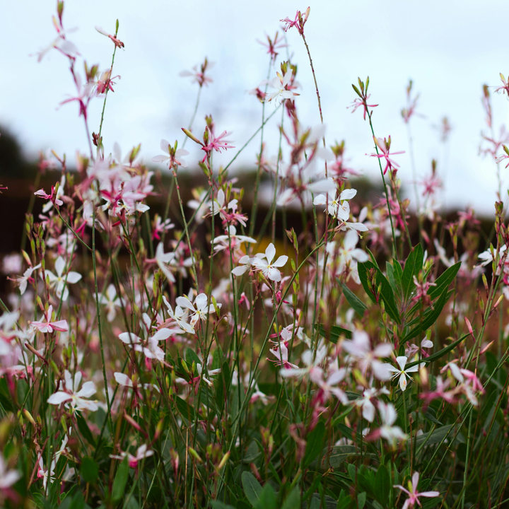 6x Gaura l. 'Siskiyou Pink' - ↕10-25cm - Ø9cm full-plant overview, healthy foliage and strong roots