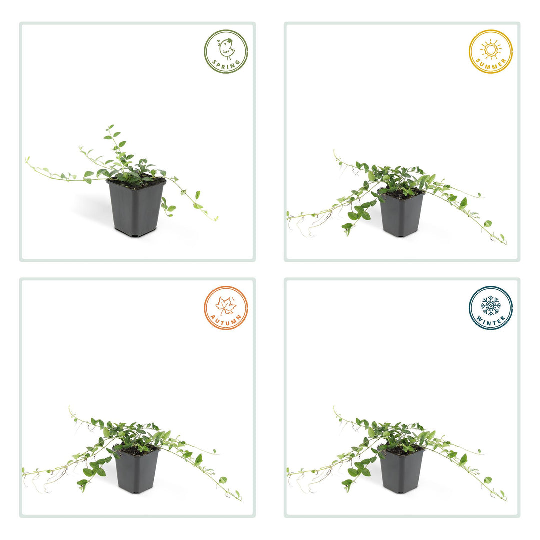 6x Vinca minor 'Alba' - ↕10-25cm - Ø9cm — healthy root ball and nursery pot ready to ship from Ireland