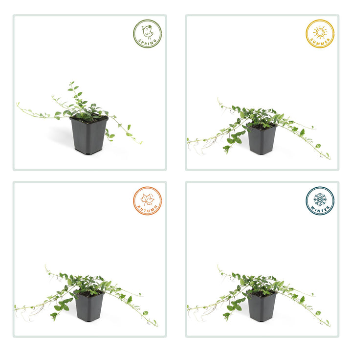 6x Vinca minor 'Alba' - ↕10-25cm - Ø9cm — healthy root ball and nursery pot ready to ship from Ireland