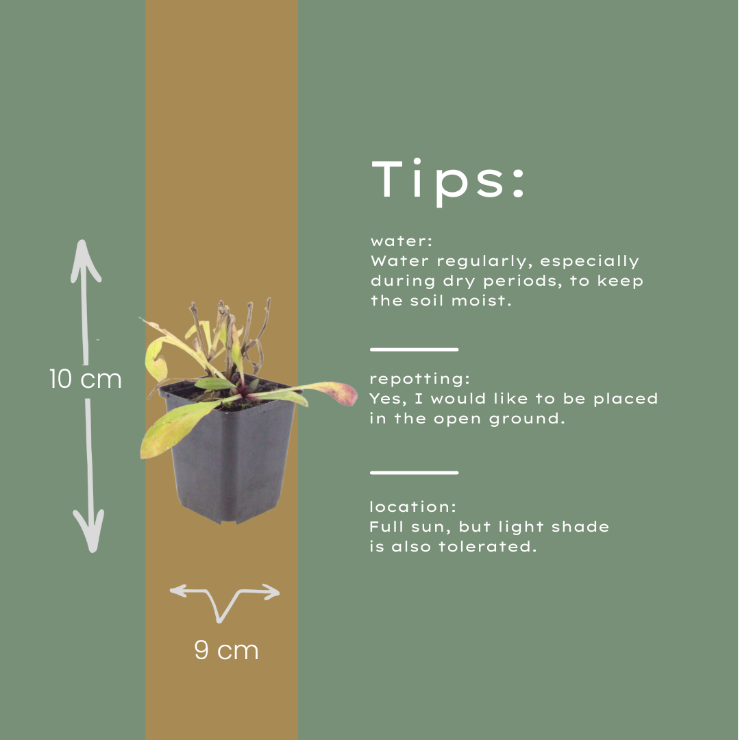 60x Helenium 'Moerheim Beauty' - ↕10-25cm - Ø9cm