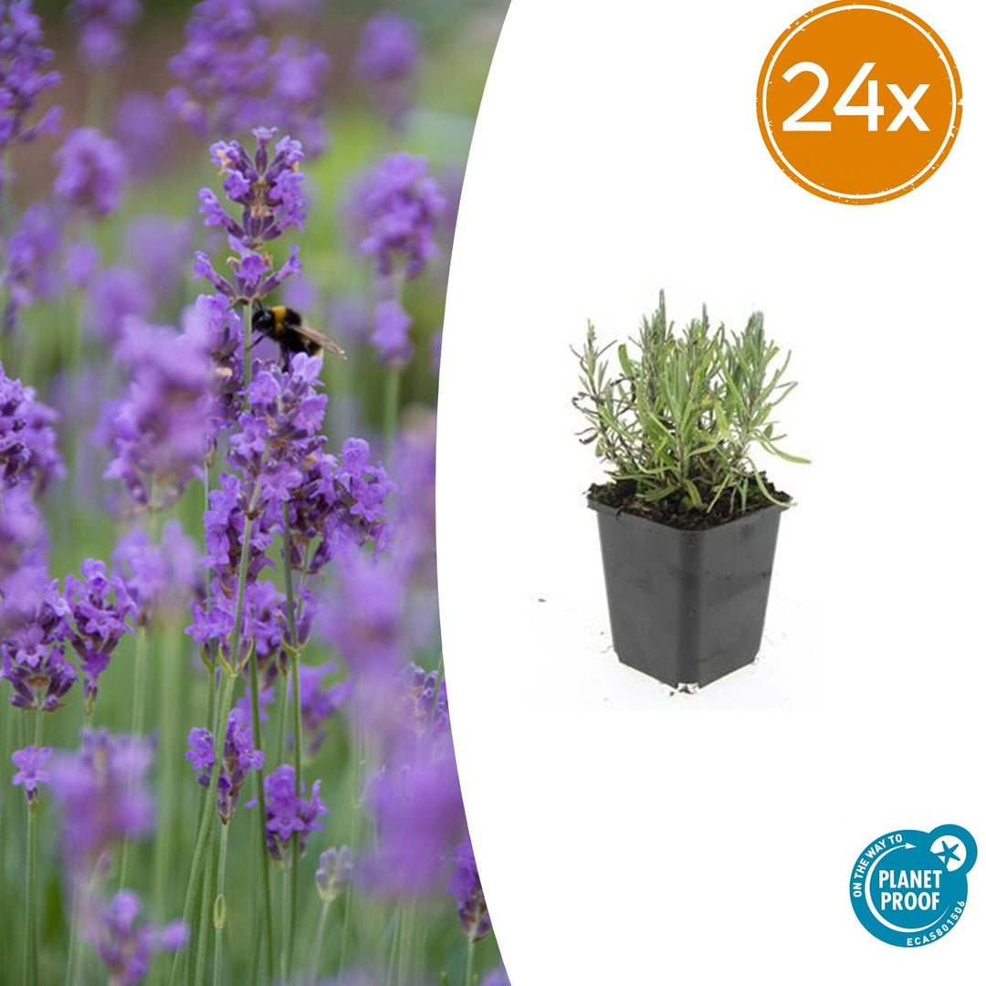Purple flower spikes and silvery aromatic foliage close-up of 24x Lavandula ang. 'Munstead' - ↕10-25cm - Ø9cm