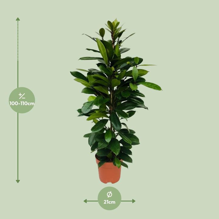 Glossy green foliage close-up of Ficus Cyathistipula - Ø21cm - ↕105cm