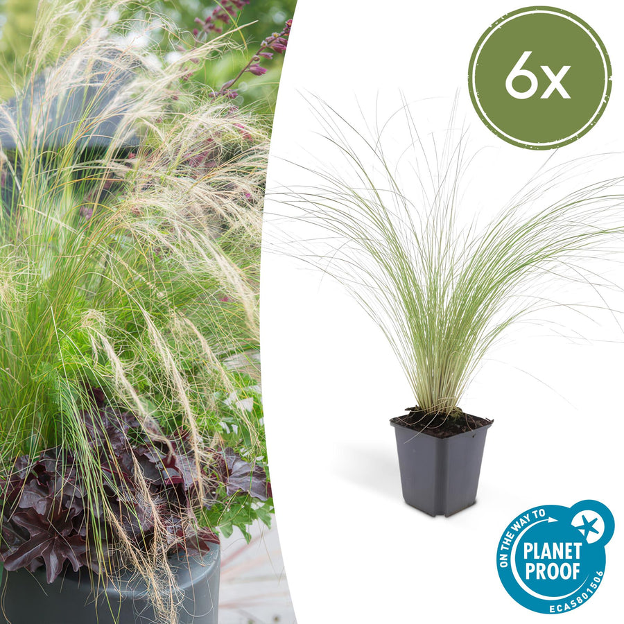 6x Stipa tenuissima 'Ponytails' ornamental grass with fine, arching green and cream foliage in black square pots