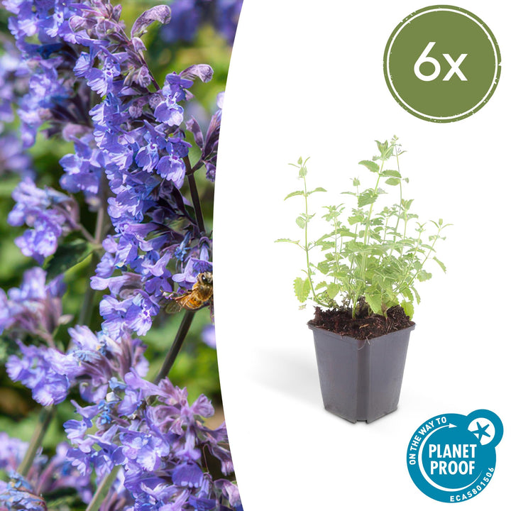 Young catmint plants with delicate green foliage in grey plastic pots, 6x pack shown at 10-25cm height