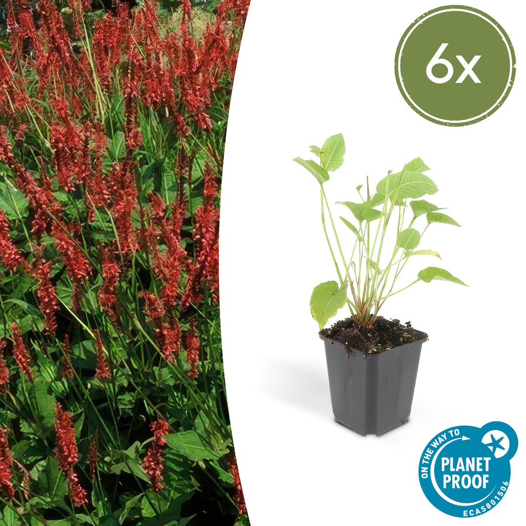 Red bistro plant in black plastic pot with green heart-shaped leaves and red flower spikes, 10-25cm tall