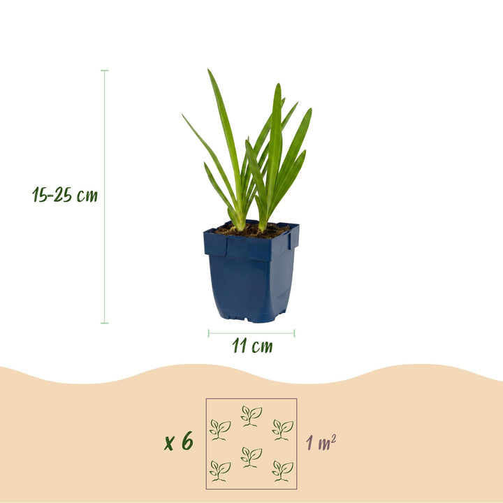 24 Agapanthus africanus African lily plants in 11cm pots, 15-25cm tall - view 3