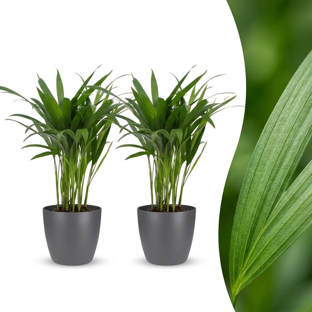 Areca Palm with soft feathery fronds arching from slender golden stems, set of 2 plants in a grey ceramic pot, about 45cm tall