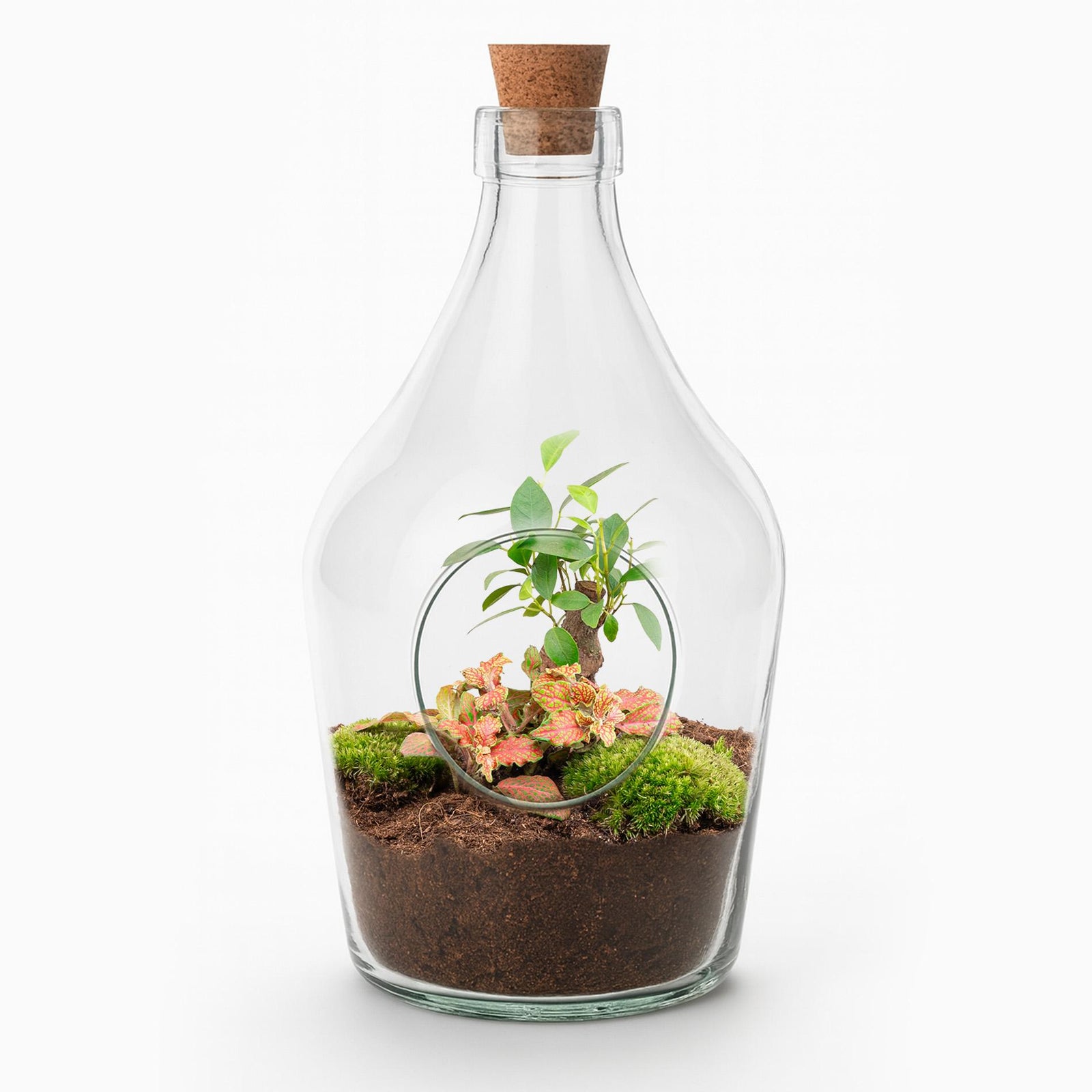 Open glass terrarium bottle with cork stopper containing bonsai tree with green leaves, ruby red fittonia, bright green…