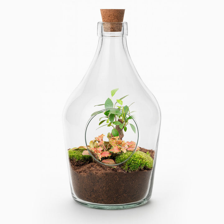 Open glass terrarium with bonsai and ruby lime plants, featuring a cork stopper and vibrant moss.