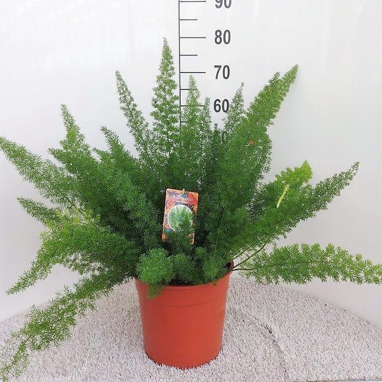 Asparagus Fern: Lush, Air-Purifying Greenery for Your Home – Order Yours Today!