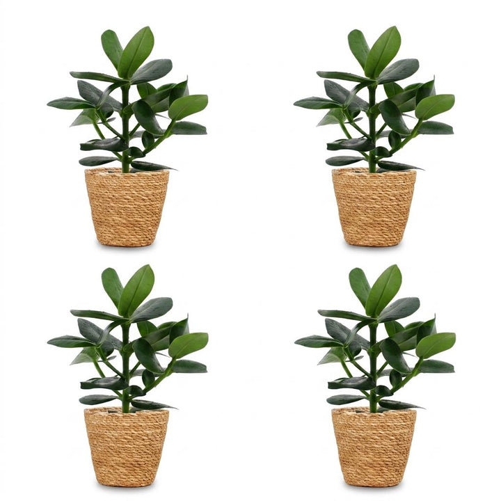 Autograph Tree (Clusia rosea 'Princess') - 4 Plants with Woven Basket - 12cm Pot - 40cm Tall