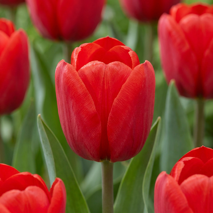 Tulipa Triumph Red in flower, classic single cups on strong, weather-resistant stems, 120-bulb pack for Irish gardens