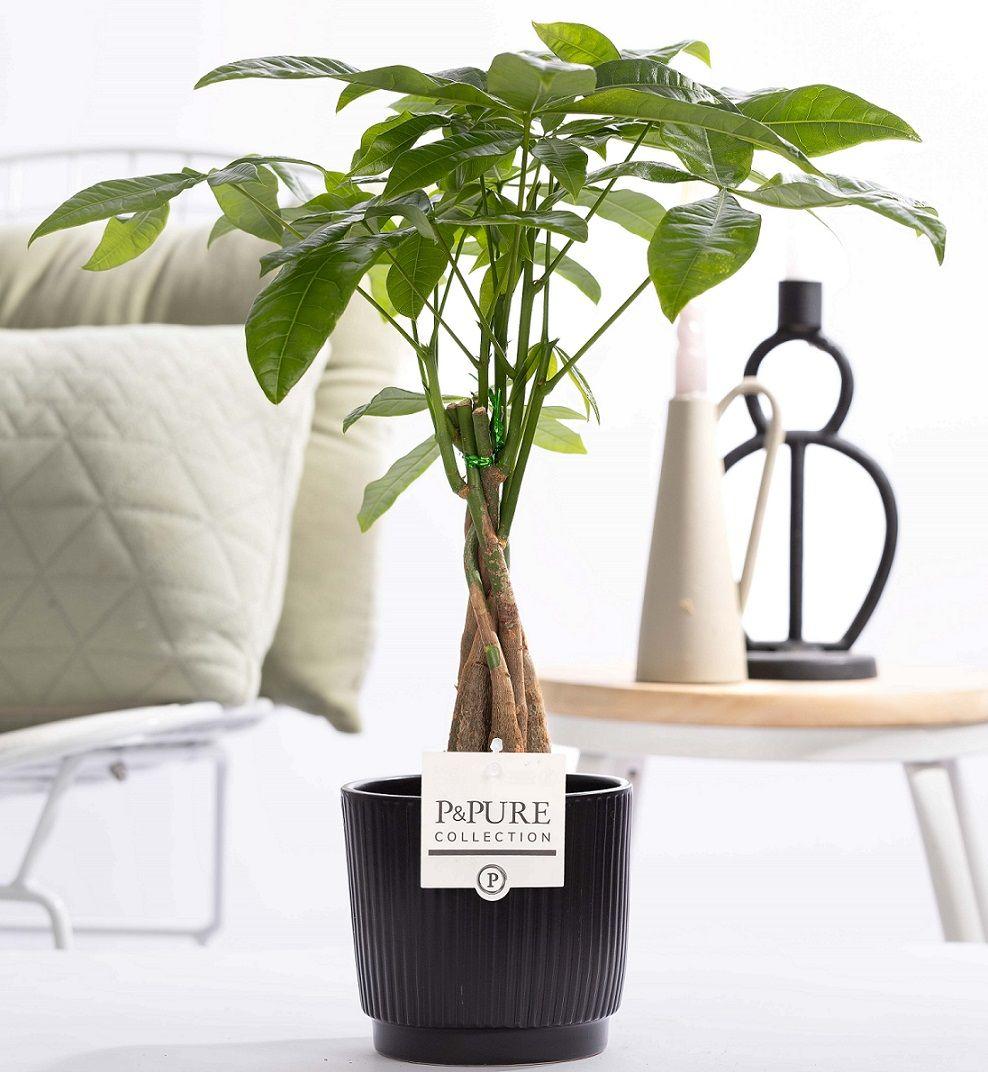 Pachira Aquatica houseplant in P&PURE Liv ceramic pot, 45cm tall