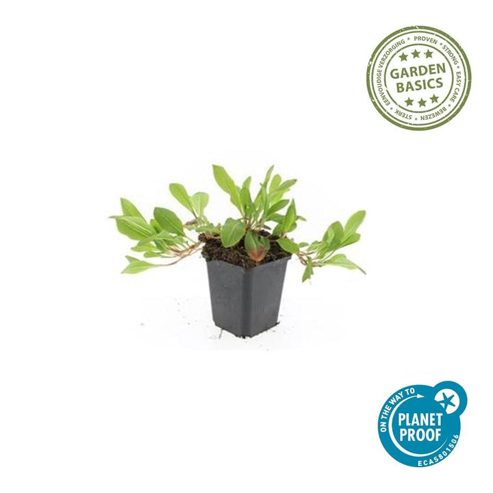 60x Persicaria aff. 'Darjeeling Red' - ↕10-25cm - Ø9cm