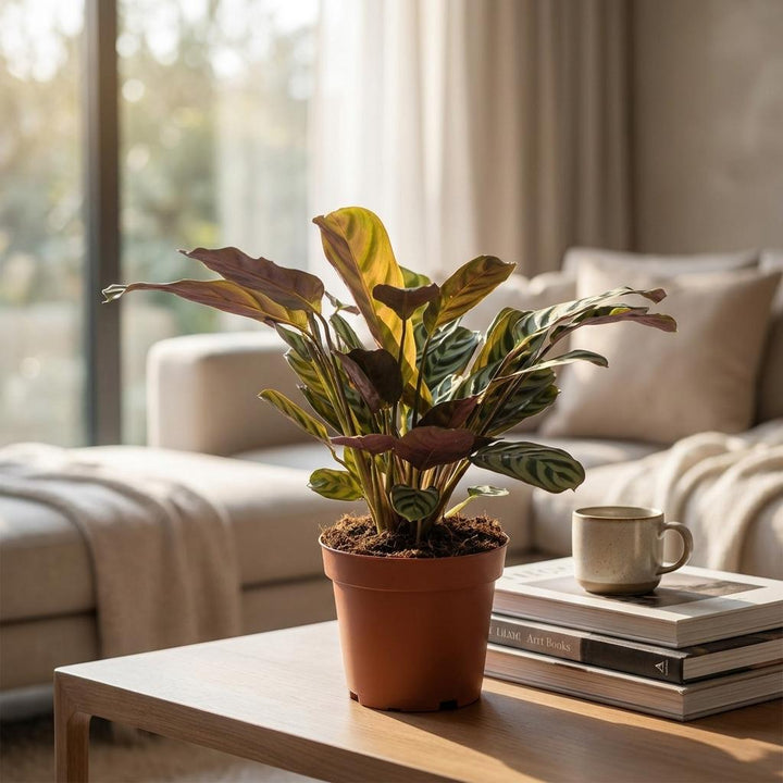 Fishbone Prayer Plant (Ctenanthe burle-marxii) - 4 Plants - 12cm Pot - 30cm Tall