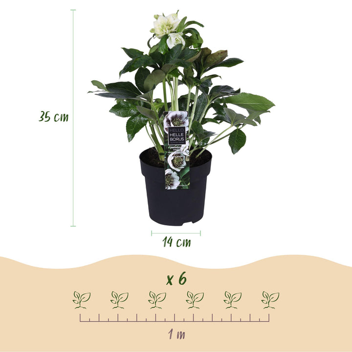 2x Helleborus orientalis 'Double Ellen White' Lenten Rose in 14cm pots - view 3
