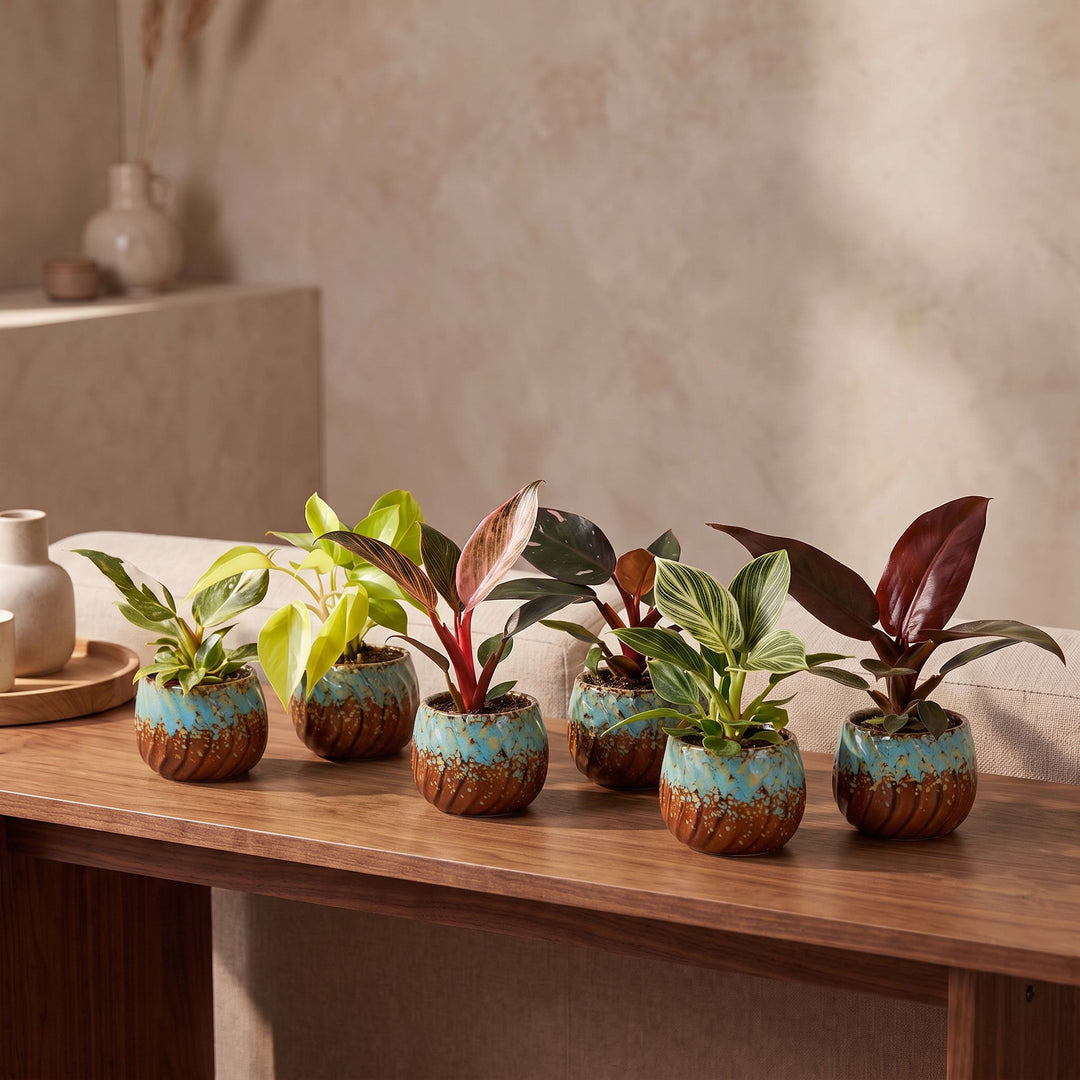 Baby Philodendron Family houseplants, pack of 6 in growing pots, image 3