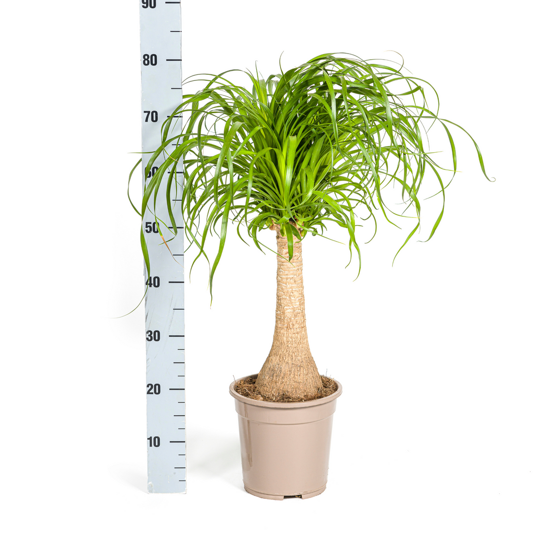 Beaucarnea Recurvata Stem 60-80cm — Ponytail Palm in 21cm pot, with basket