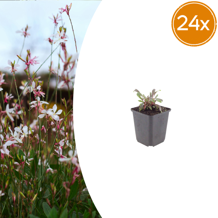 24x Gaura l. 'Siskiyou Pink' - ↕10-25cm - Ø9cm styled in an Irish home interior