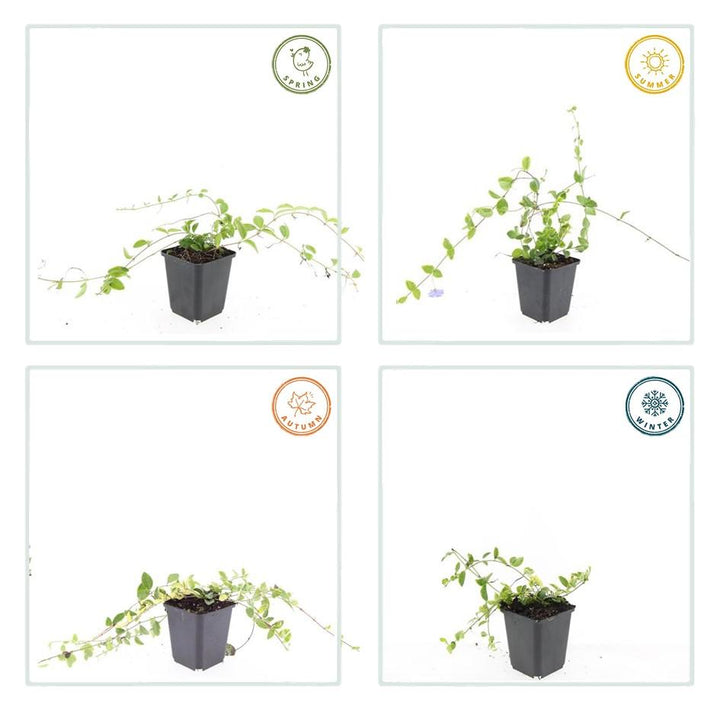 60x Vinca minor 'Blue and Gold' - ↕10-25cm - Ø9cm