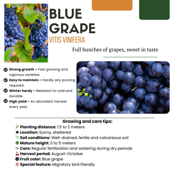 3 biological grape plants in 13 cm pots, featuring lush blue grapes, from Everspring.
