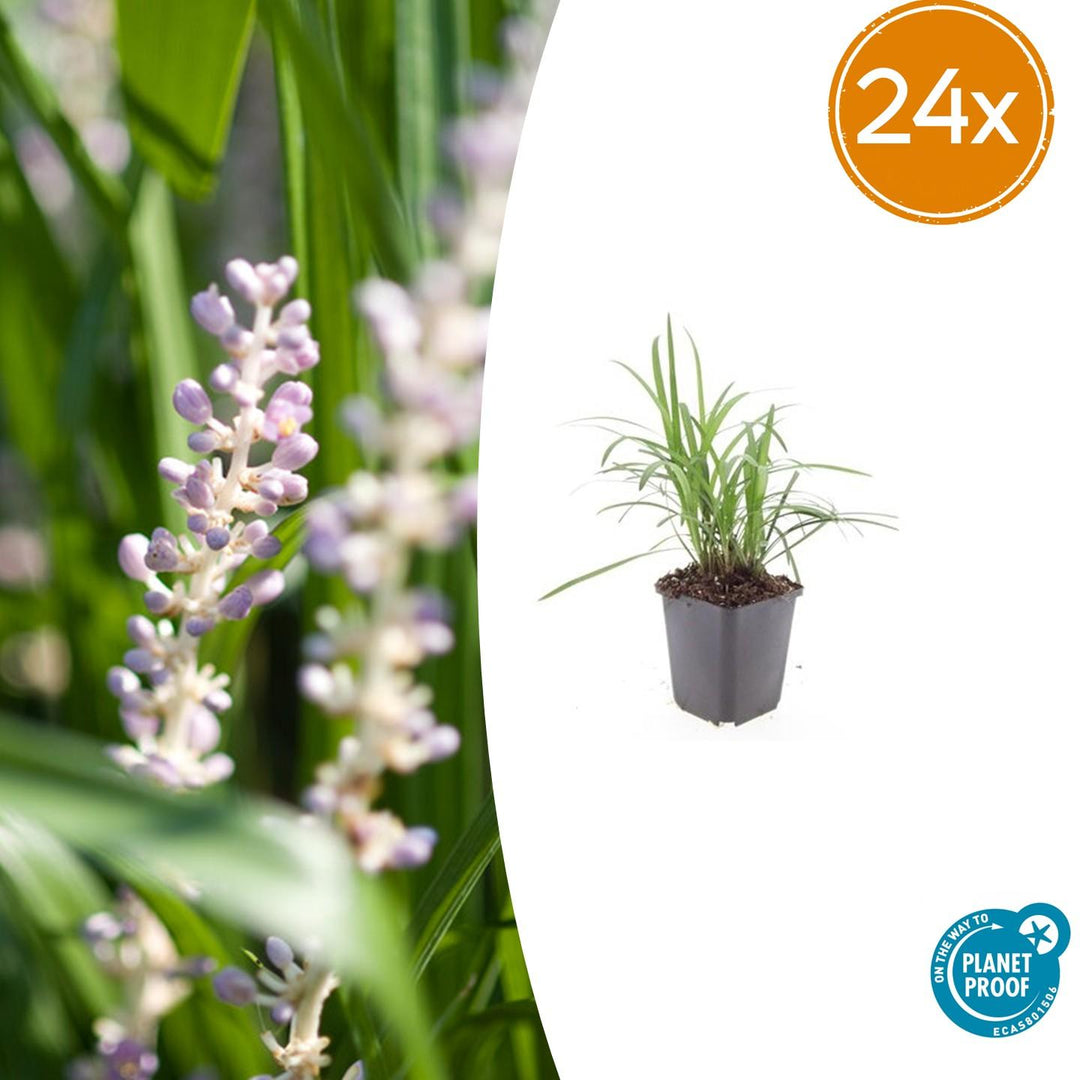 Liriope muscari 'Moneymaker' plants in black pots, 10-25cm tall, featuring purple flowering spikes, by Everspring.
