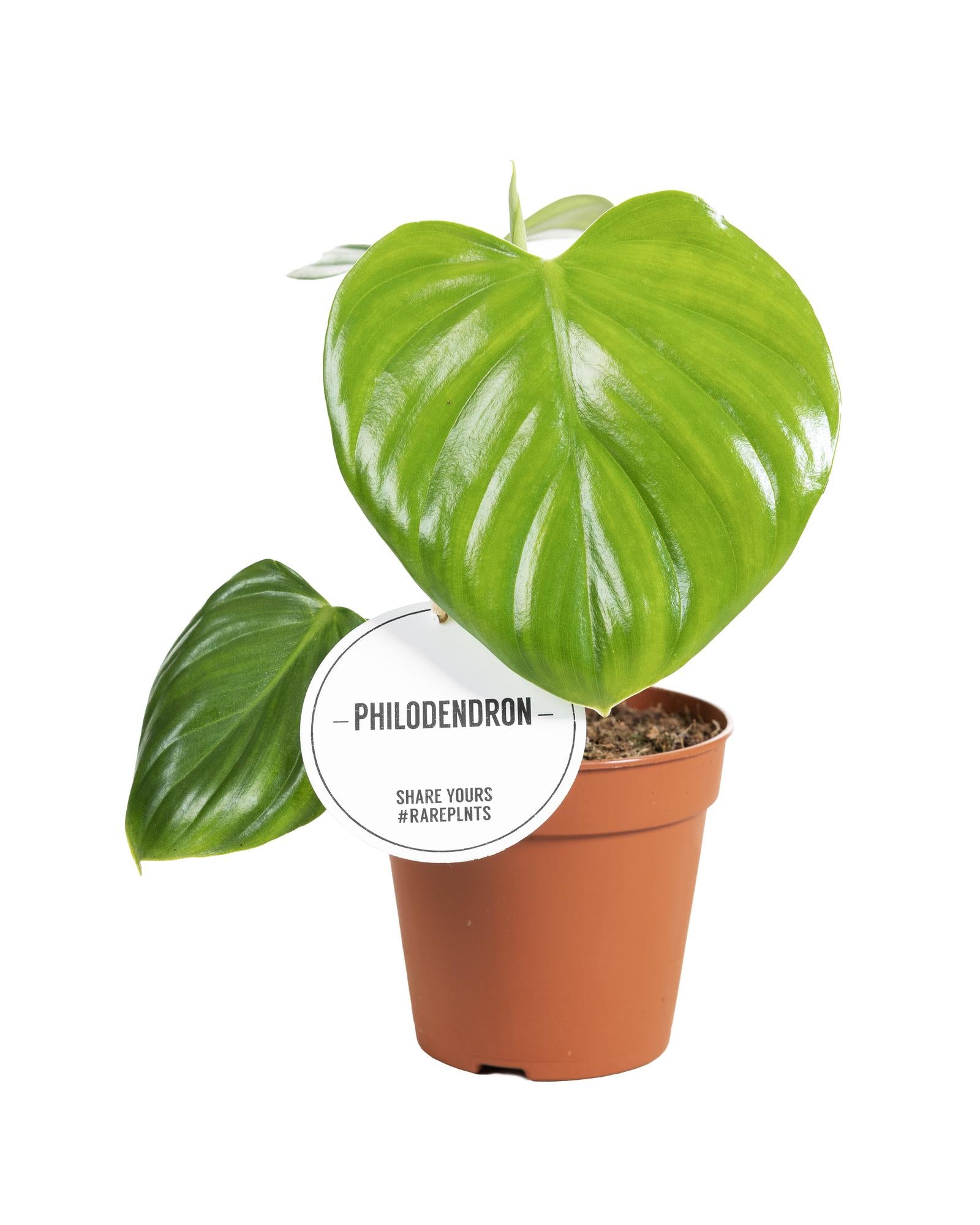 Philodendron Pittieri 30cm Pot | Rare Tropical