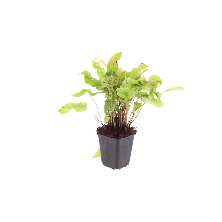 6x Asplenium scolopendrium - ↕10-25cm - Ø9cm — healthy root ball and nursery pot ready to ship from Ireland