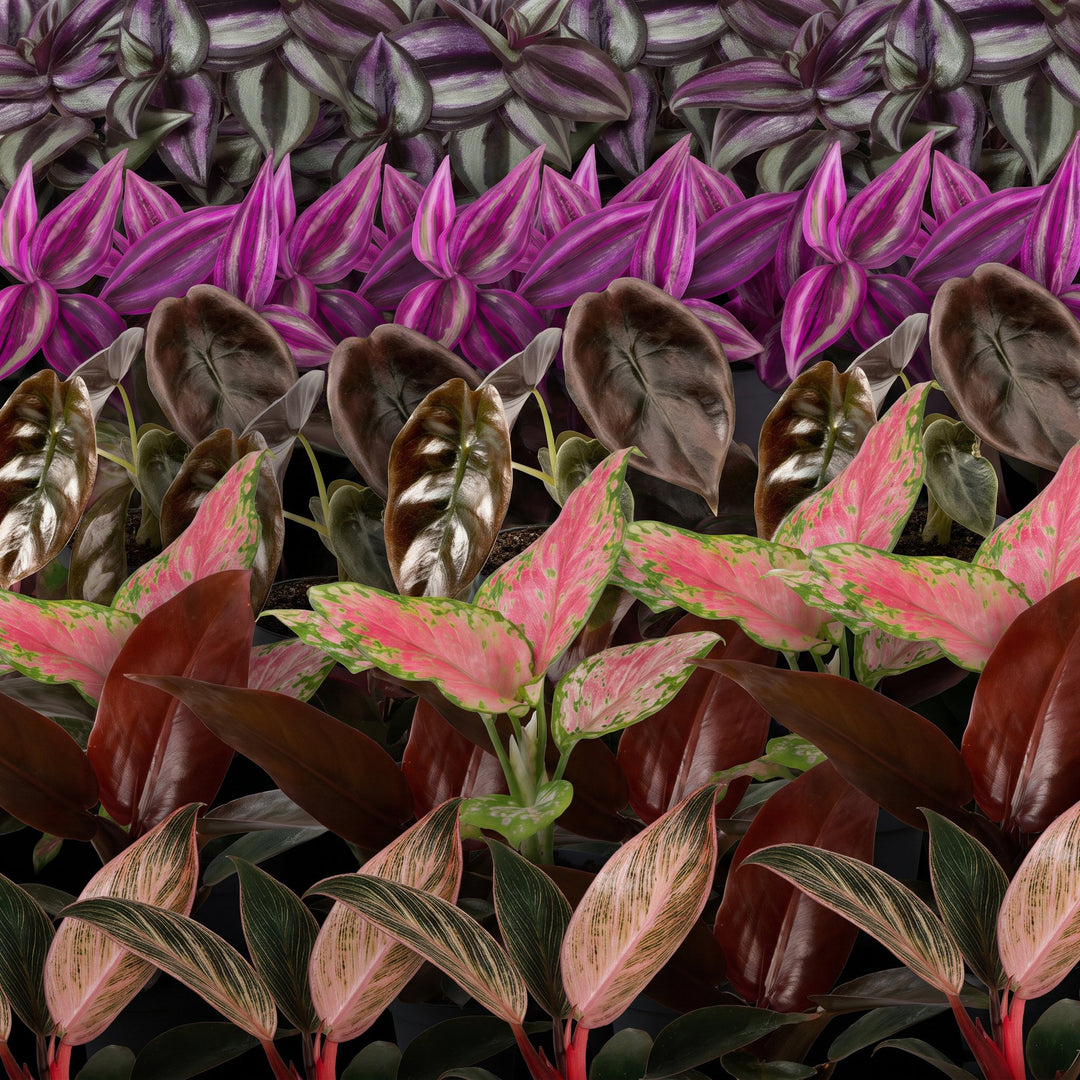 Baby Paradise Mix houseplants, pack of 6 in 6cm pots, image 4