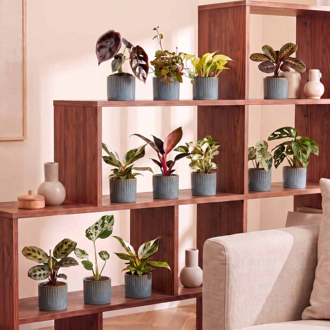 Baby Plants Surprise Box, 12 tropical plants in 6cm pots, image 3