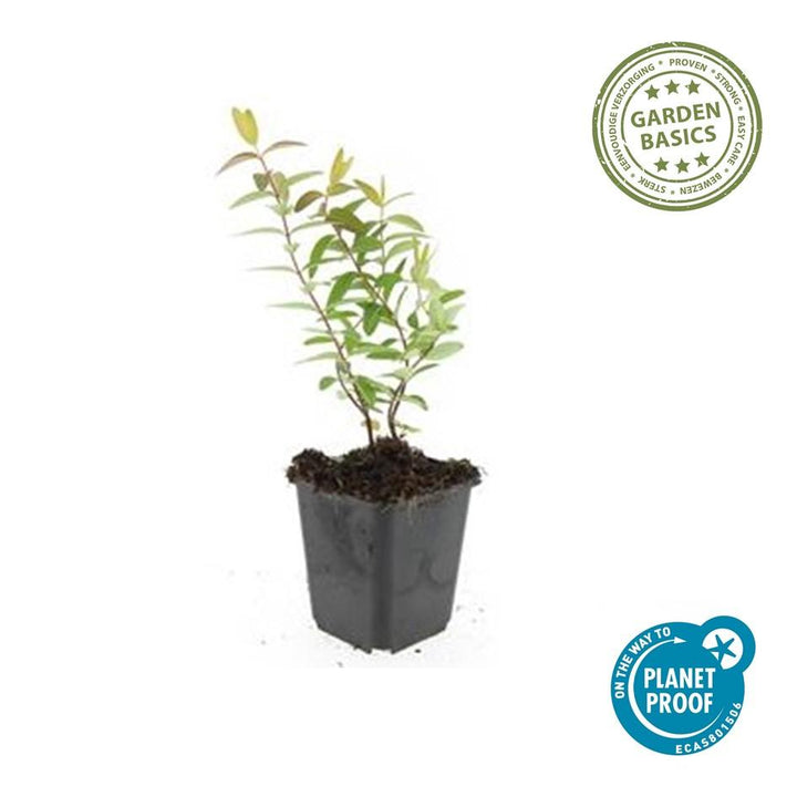 24x Hypericum 'Hidcote' - ↕10-25cm - Ø9cm
