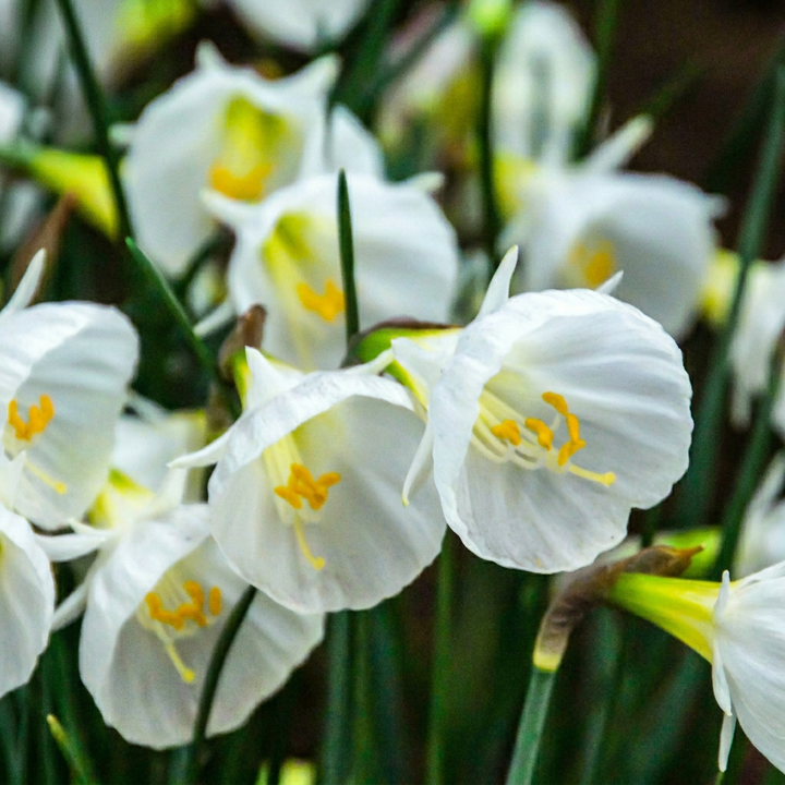 Narcissus 'White Petticoat' in flower, flared cone-shaped white flowers on wiry stems, 160-bulb pack for Irish gardens