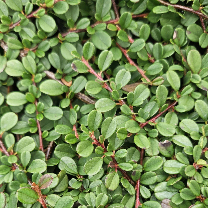 40x Cotoneaster 'Streib's Findling' Evergreen Ground Cover 10-25cm