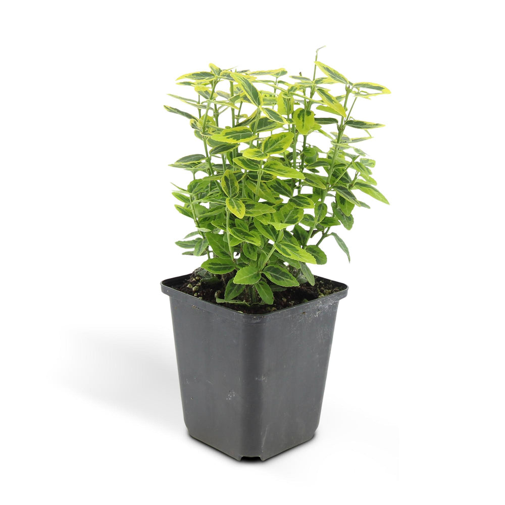 24-pack of Euonymus Emerald 'n Gold evergreen shrubs, 10-25cm, compact with vibrant green and gold foliage, Everspring brand