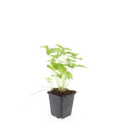 24 Wild Strawberry plants in Ø9cm pots, 10-25cm tall, ideal for borders and bulk planting by Everspring