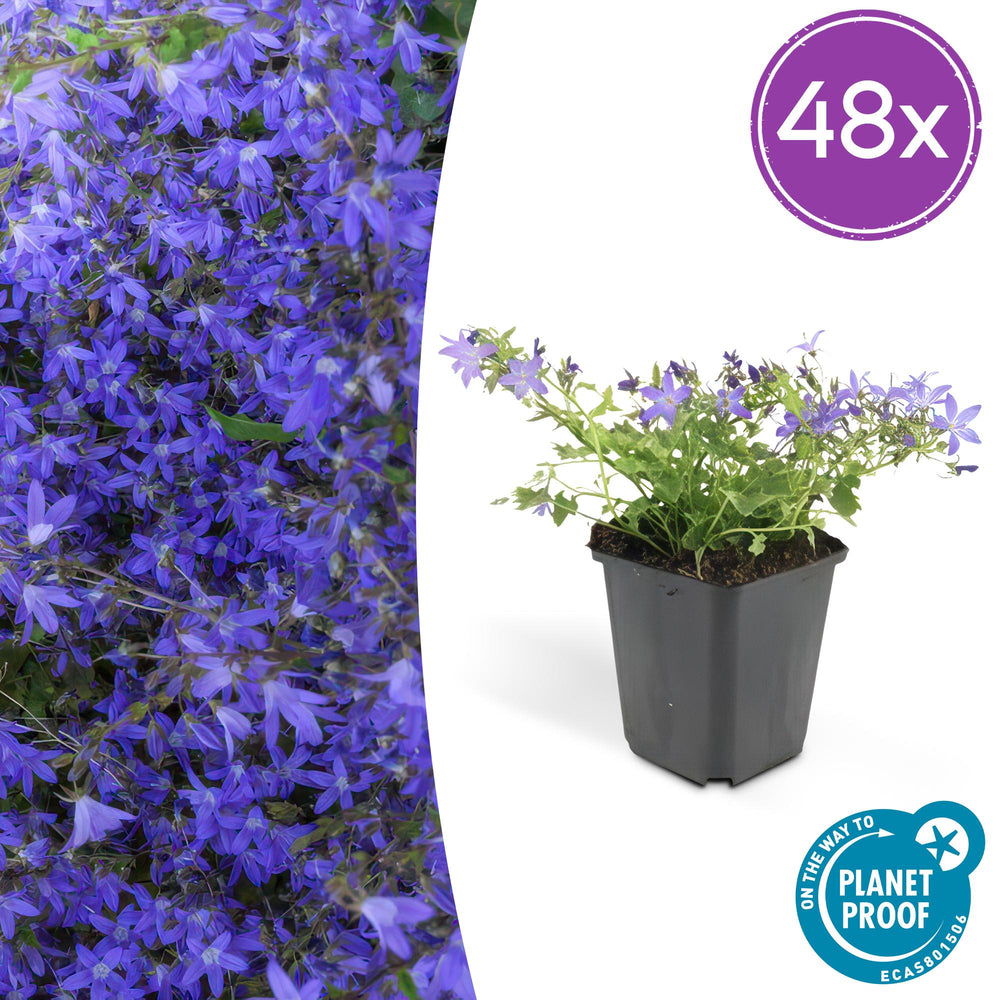 Healthy foliage and strong roots close-up of 48x Campanula Stella Blue Flowering Ground Cover - 10-25cm - Ø9cm