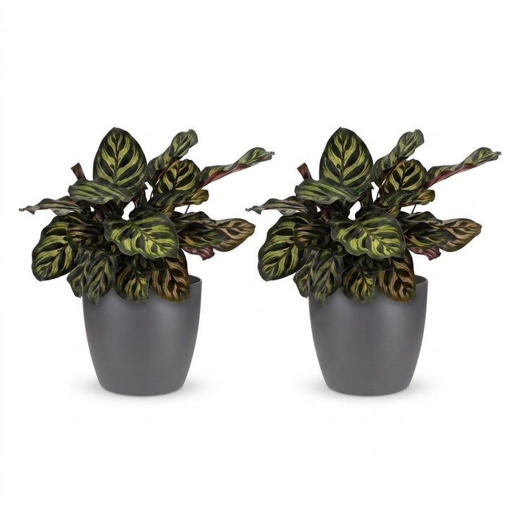 Peacock Plant (Calathea makoyana) - 2 Plants with Grey Ceramic Pot - 12cm Pot - 25cm Tall