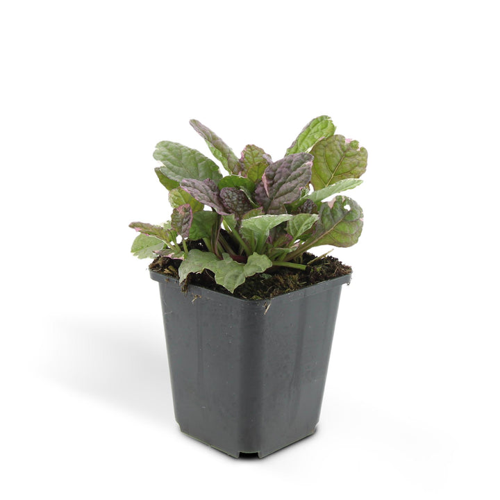 24 Ajuga reptans 'Burgundy Glow' ground cover plants in 9cm pots with vibrant burgundy and green leaves