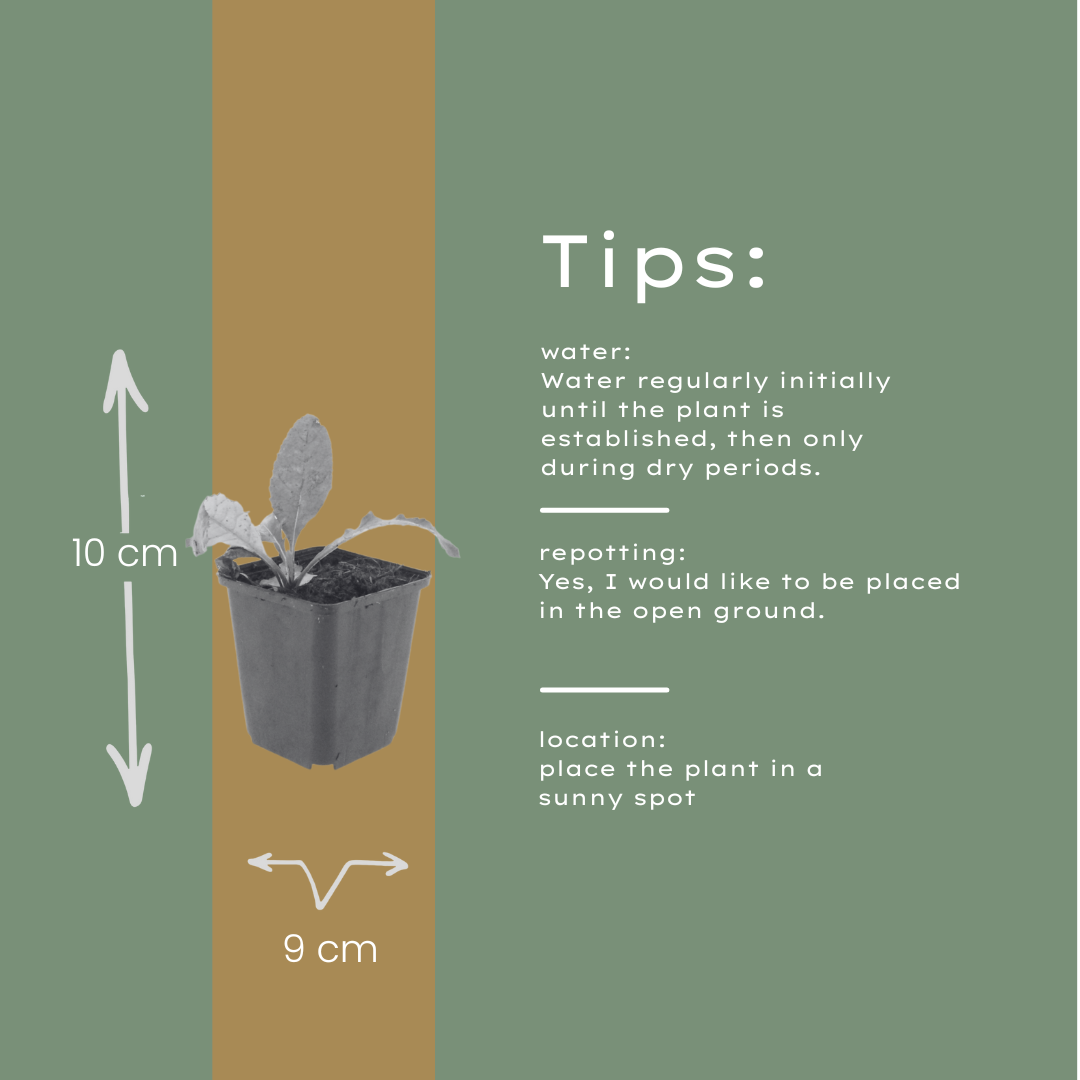 48x Echinops ritro - ↕10-25cm - Ø9cm