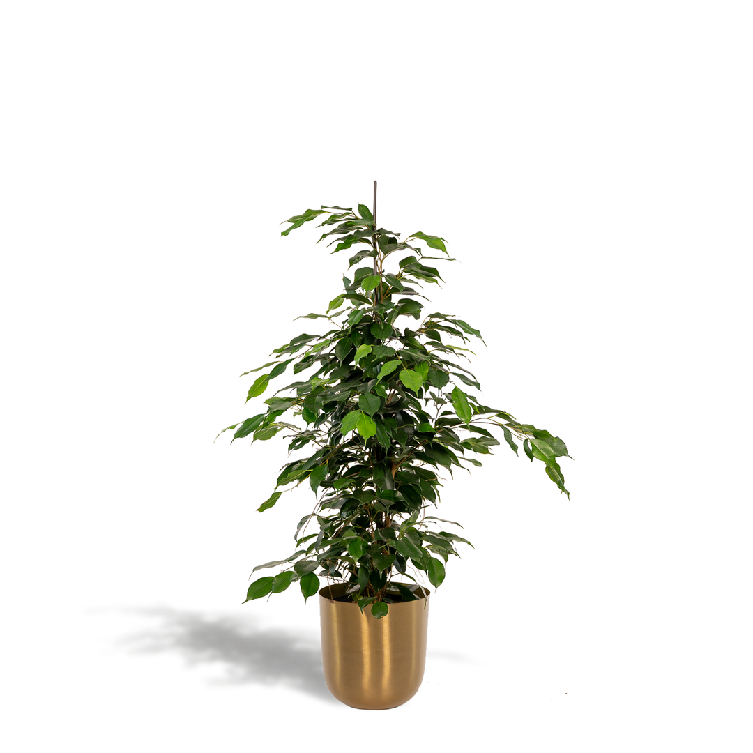 Weeping fig with glossy green pointed leaves in gold cylindrical pot, approximately 95cm tall
