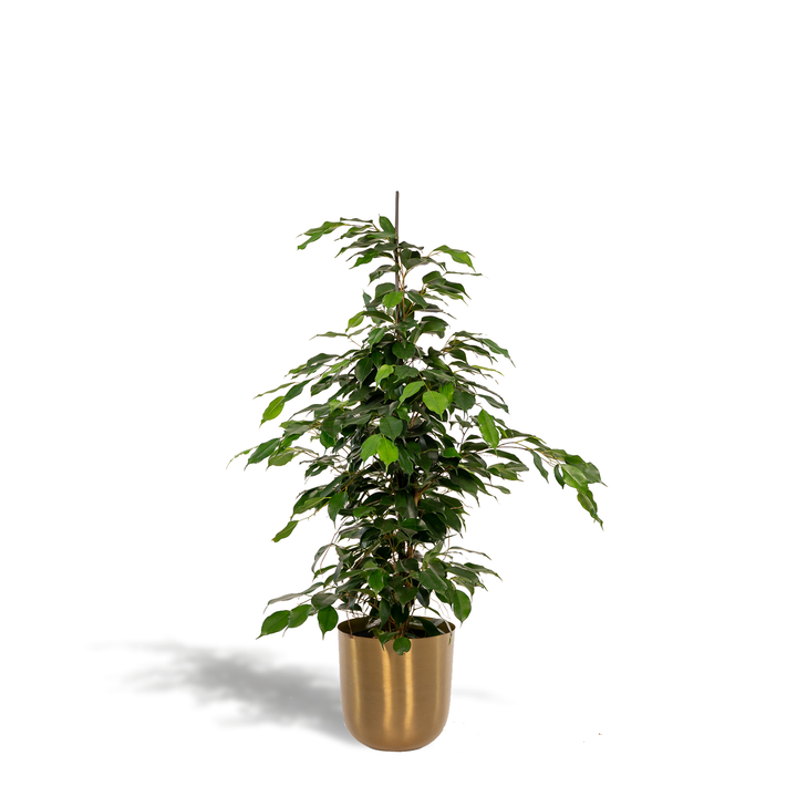 Weeping fig with glossy green pointed leaves in gold cylindrical pot, approximately 95cm tall