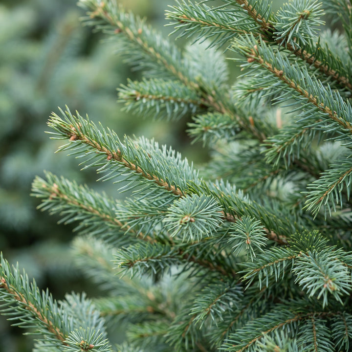 Picea omorika Serbian Spruce Christmas tree in Ø23cm pot, image 4