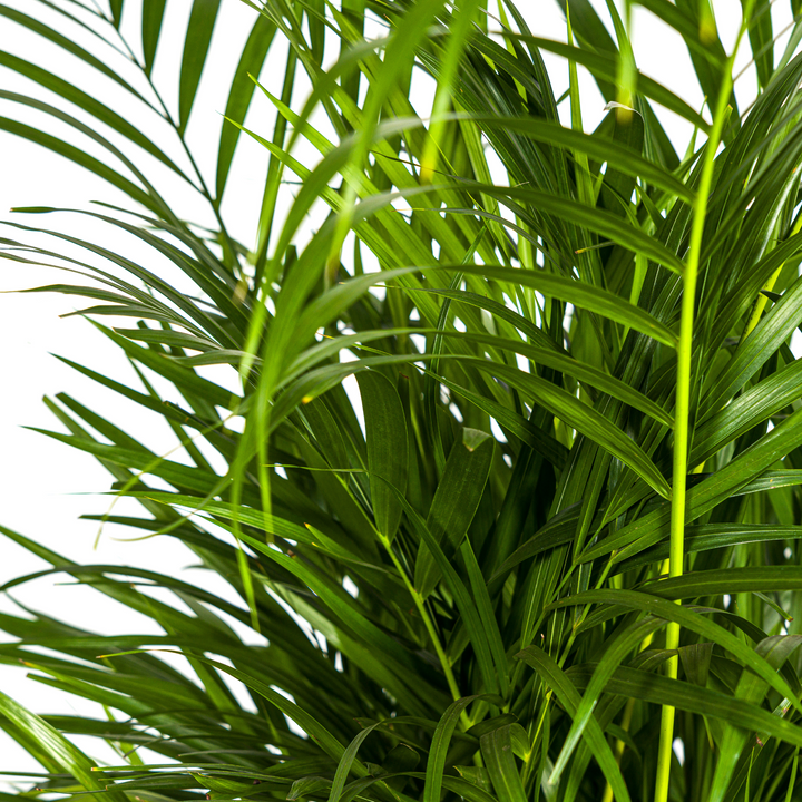 Areca Palm (Dypsis lutescens) - view 2