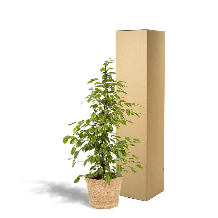 Ficus Benjamina 'Golden King' Weeping Fig - 21cm Pot - 95cm Tall - with Selin Basket