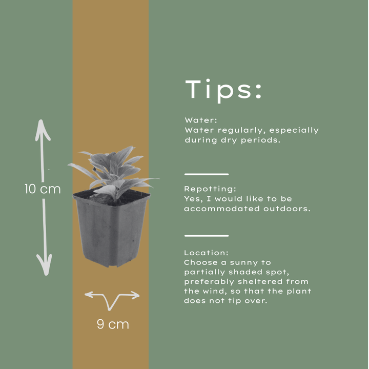 60x Aster frikartii 'Monch' - ↕10-25cm - Ø9cm