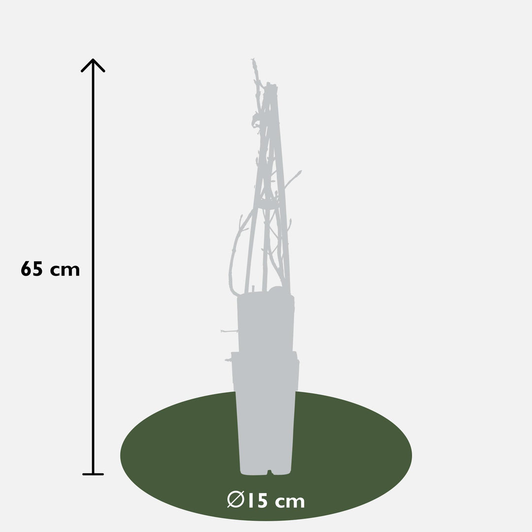 3x Hydrangea Petiolaris - Climbing Hydrangea - ↕65cm - Ø15cm