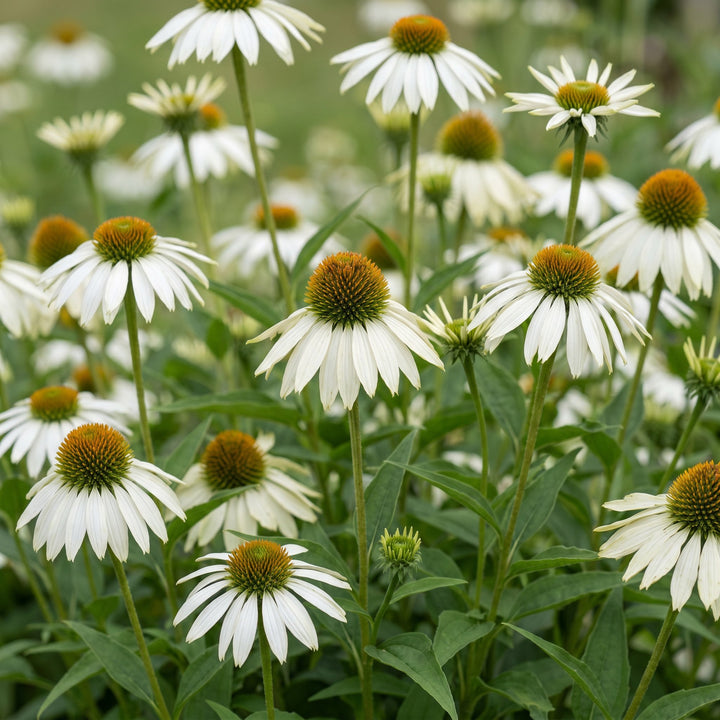24x Echinacea purpurea Alba white coneflower plants in 11cm pots - view 5