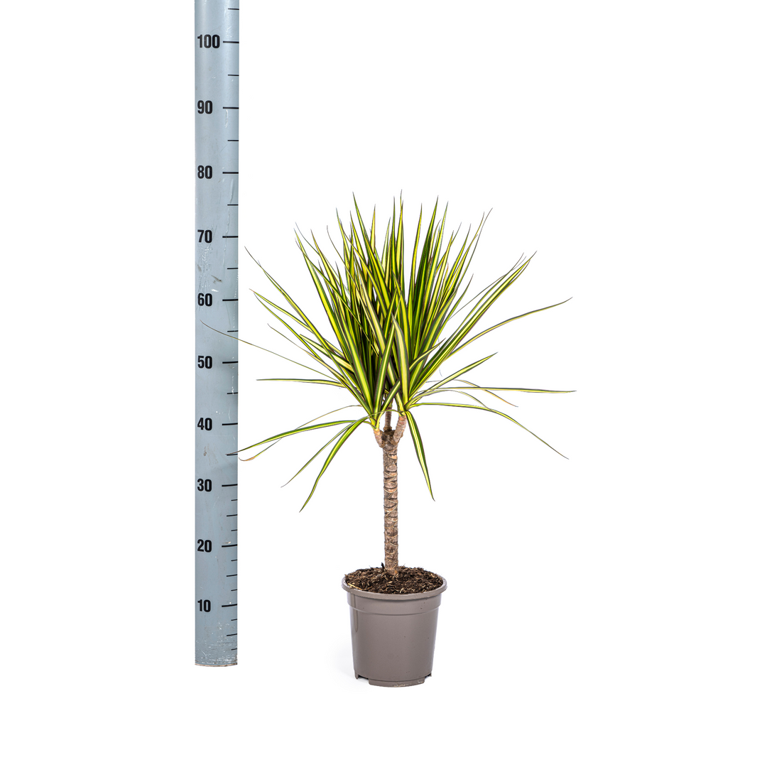 Dracaena Marginata Sunray 60-80cm — Madagascar Dragon Tree in 17cm pot