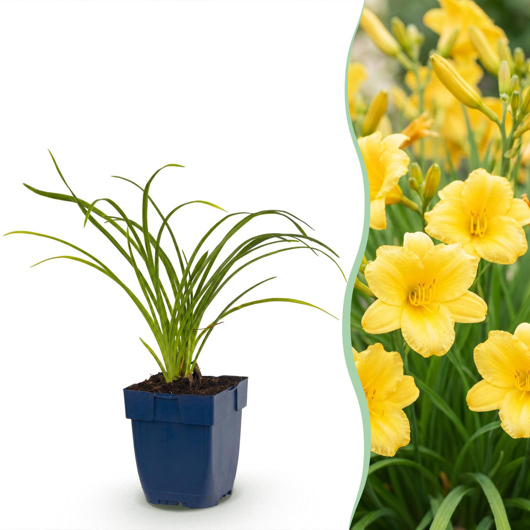24 Hemerocallis 'Stella de Oro' daylily plants in 11cm pots, 15-25cm tall
