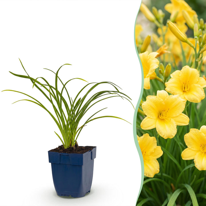 24 Hemerocallis 'Stella de Oro' daylily plants in 11cm pots, 15-25cm tall